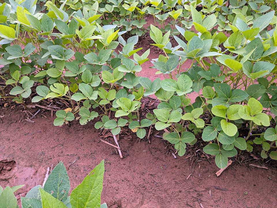Leaf size, varieties, product claims among AgCenter soybean research efforts